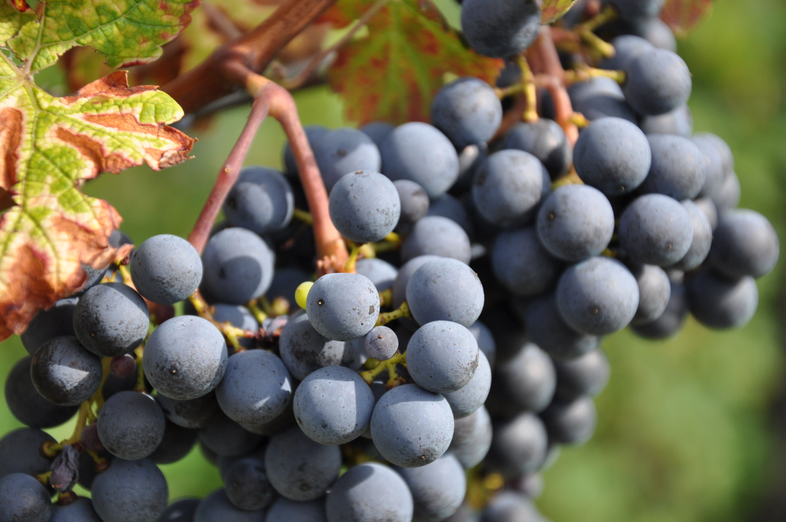 Red wine