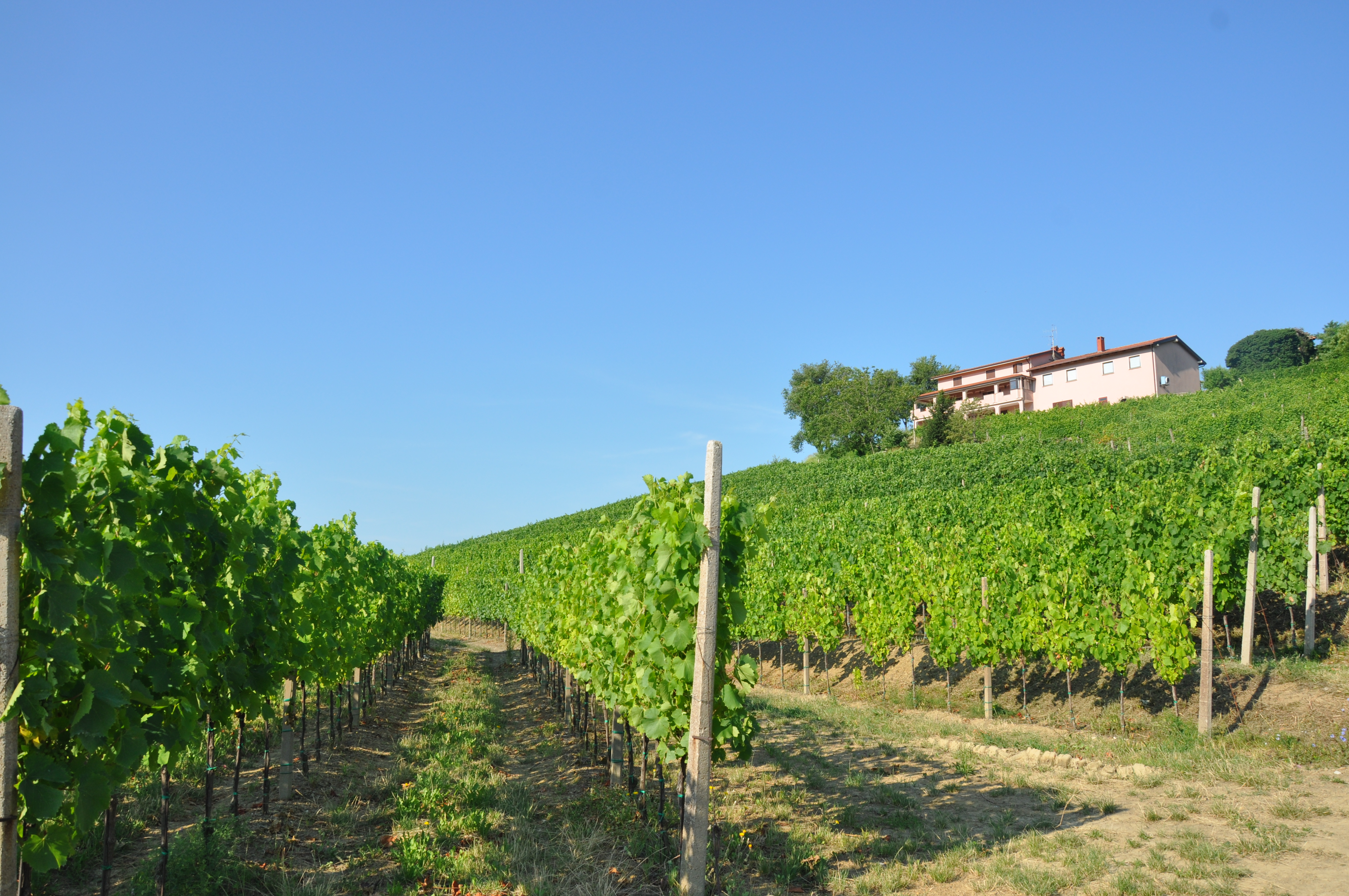 Vinogradi