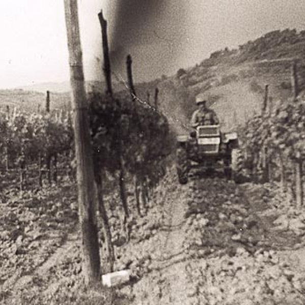 Vigneto