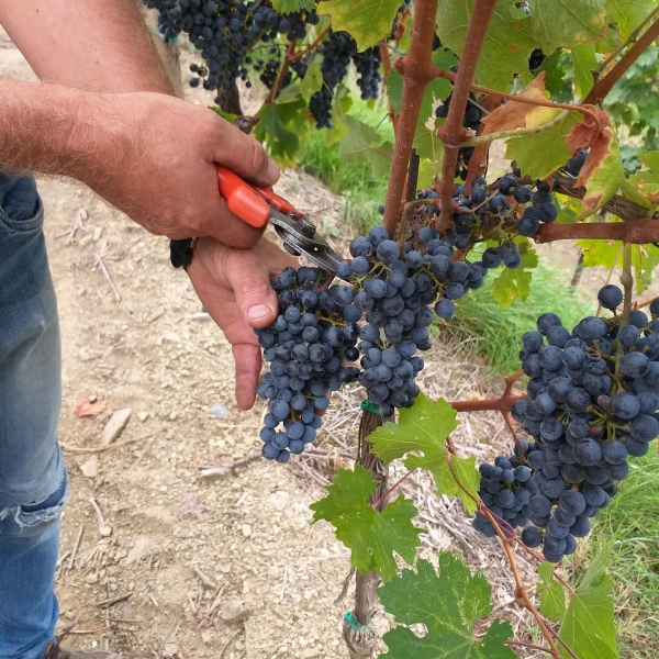 Vinogradi