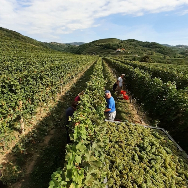 Vinogradi