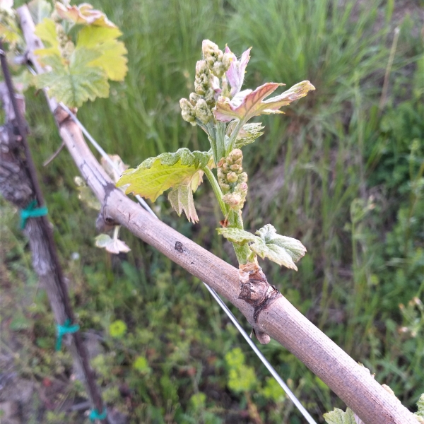 Vinogradi