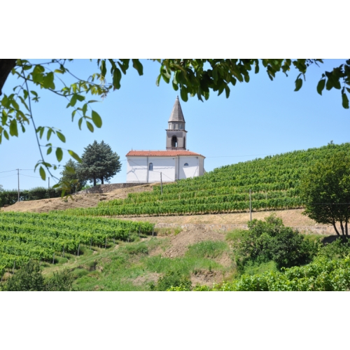 Vinogradi rebule