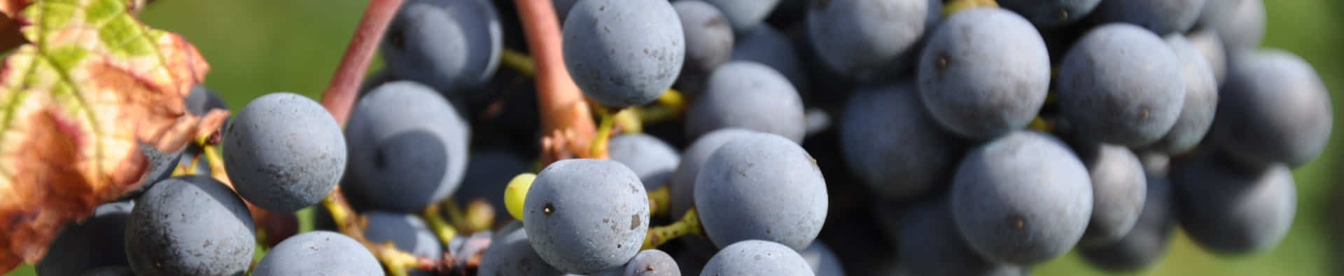 Vino rosso