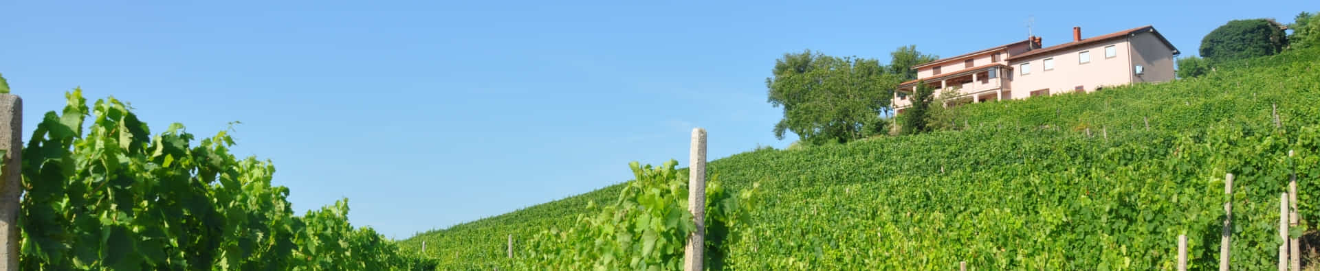 Vinogradi